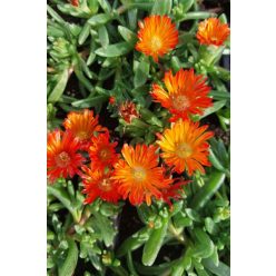   DELOSPERMA 'Ocean Sunset™ 'Orange Vibe' - Kristályvirág