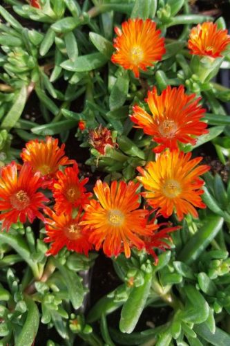 DELOSPERMA 'Ocean Sunset™ 'Orange Vibe' - Kristályvirág