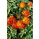 DELOSPERMA 'Ocean Sunset™ 'Orange Vibe' - Kristályvirág