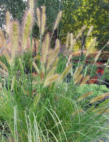 PENNISETUM alopecuroides 'Worry-Free™ 'Praliné' - tollborzfű