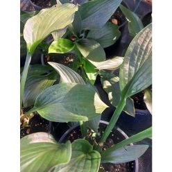 HOSTA 'Green Bag' - Árnyékliliom