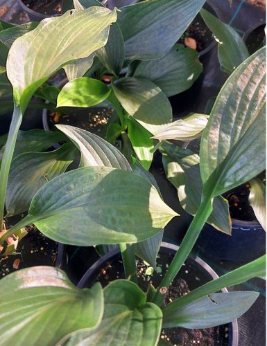 HOSTA 'Green Bag' - Árnyékliliom