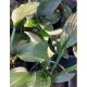 HOSTA 'Green Bag' - Árnyékliliom