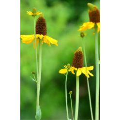RUDBECKIA maxima - Óriás kúpvirág