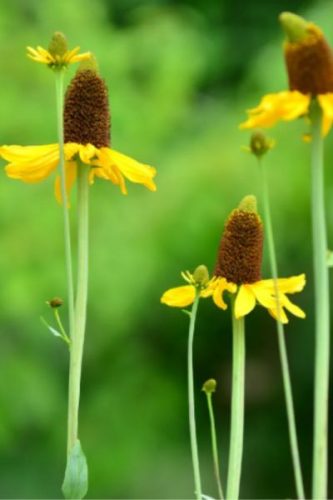 RUDBECKIA maxima - Óriás kúpvirág