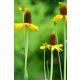 RUDBECKIA maxima - Óriás kúpvirág