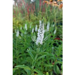  VERONICA longifolia 'First Lady' - Hosszúlevelű veronika