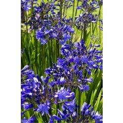 AGAPANTHUS 'Northern Star®'  - Szerelemvirág
