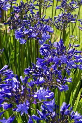 AGAPANTHUS 'Northern Star®'  - Szerelemvirág
