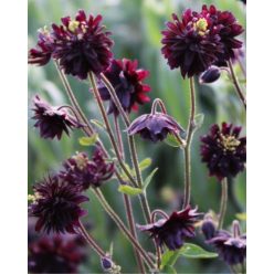  AQUILEGIA vulgaris 'Black Barlow' - Réti harangláb