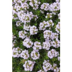 THYMUS vulgaris 'German Winter' - Kerti kakukkfű