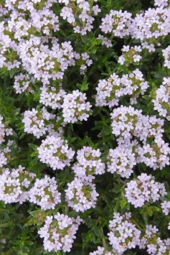 THYMUS vulgaris 'German Winter' - Kerti kakukkfű