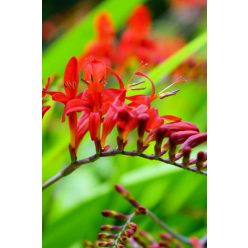 CROCOSMIA 'Lucifer' - Sáfrányfű