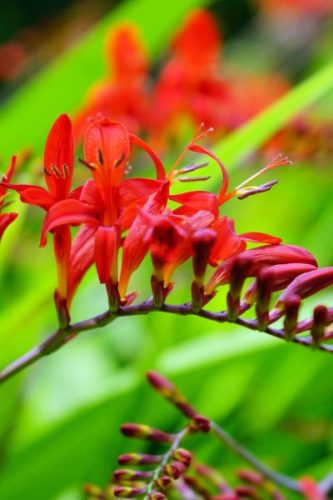 CROCOSMIA 'Lucifer' - Sáfrányfű
