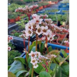 BERGENIA  'Bressingham White'- Bőrlevél