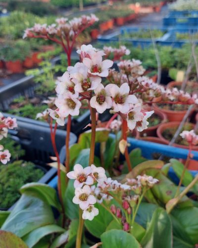 BERGENIA  'Bressingham White'- Bőrlevél