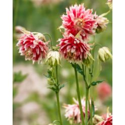   AQUILEGIA vulgaris 'Nora Barlow' - Réti harangláb