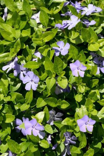 VINCA minor - Kis meténg, kis télizöld
