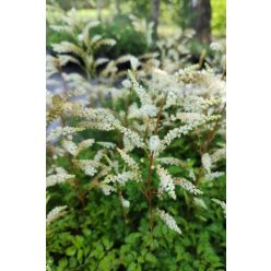 ARUNCUS sylvester 'Porzellan' - Tündérfürt