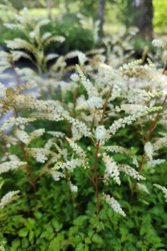 ARUNCUS sylvester 'Porzellan' - Tündérfürt