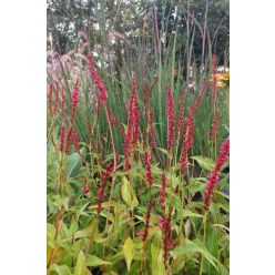 BISTORTA amplexicaulis 'Orange Field' - Keserűfű