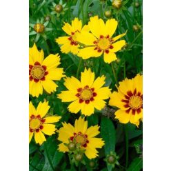   COREOPSIS grandiflora 'Sonnenkind' - Nagyfészkű menyecskeszem