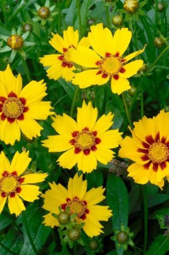 COREOPSIS grandiflora 'Sonnenkind' - Nagyfészkű menyecskeszem
