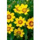 COREOPSIS grandiflora 'Sonnenkind' - Nagyfészkű menyecskeszem
