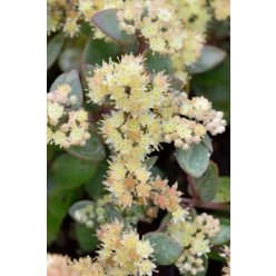 SEDUM (Hylotelephium) 'Hab Grey' - Varjúháj