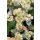 SEDUM (Hylotelephium) 'Hab Grey' - Varjúháj