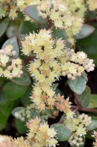 SEDUM (Hylotelephium) 'Hab Grey' - Varjúháj