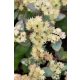 SEDUM (Hylotelephium) 'Hab Grey' - Varjúháj