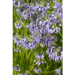 ALLIUM sikkimense - Sikkimi hagyma