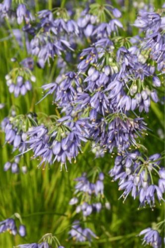 ALLIUM sikkimense - Sikkimi hagyma