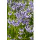 ALLIUM sikkimense - Sikkimi hagyma
