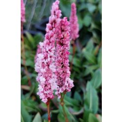   PERSICARIA affinis 'Darjeeling Red' - Örökzöld keserűfű