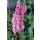 PERSICARIA affinis 'Darjeeling Red' - Örökzöld keserűfű