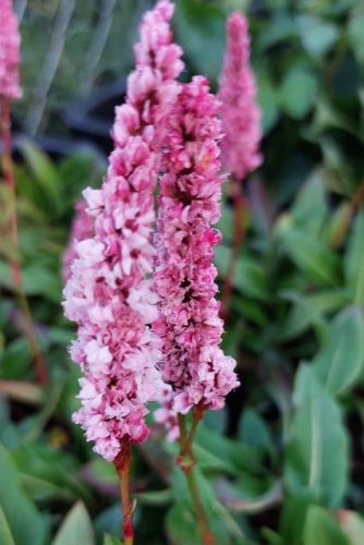 PERSICARIA affinis 'Darjeeling Red' - Örökzöld keserűfű