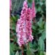 PERSICARIA affinis 'Darjeeling Red' - Örökzöld keserűfű