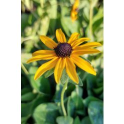RUDBECKIA fulgida var. deamii - Pompás kúpvirág