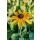 RUDBECKIA fulgida var. deamii - Pompás kúpvirág