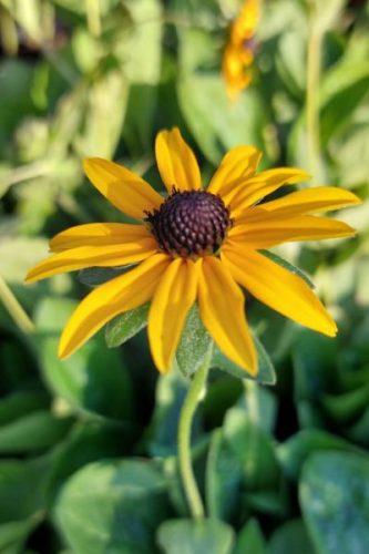RUDBECKIA fulgida var. deamii - Pompás kúpvirág