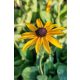 RUDBECKIA fulgida var. deamii - Pompás kúpvirág