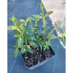 EUONYMUS fortunei - Kúszó kecskerágó