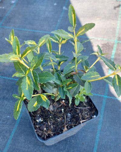 EUONYMUS fortunei - Kúszó kecskerágó