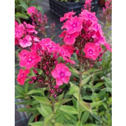   PHLOX paniculata 'Glamour Girl'– Bugás lángvirág