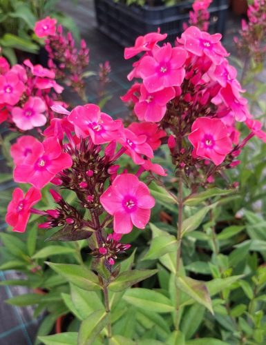 PHLOX paniculata 'Glamour Girl'– Bugás lángvirág