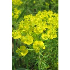 EUPHORBIA cyparissias – Farkas kutyatej