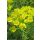 EUPHORBIA cyparissias – Farkas kutyatej