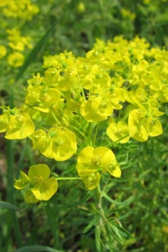 EUPHORBIA cyparissias – Farkas kutyatej